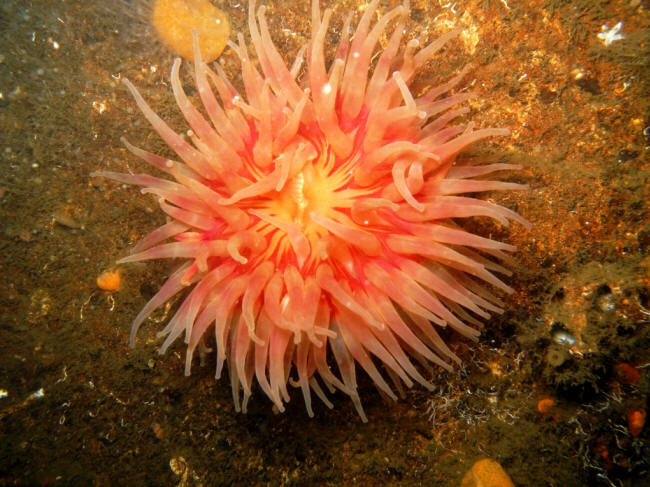 Søanemone