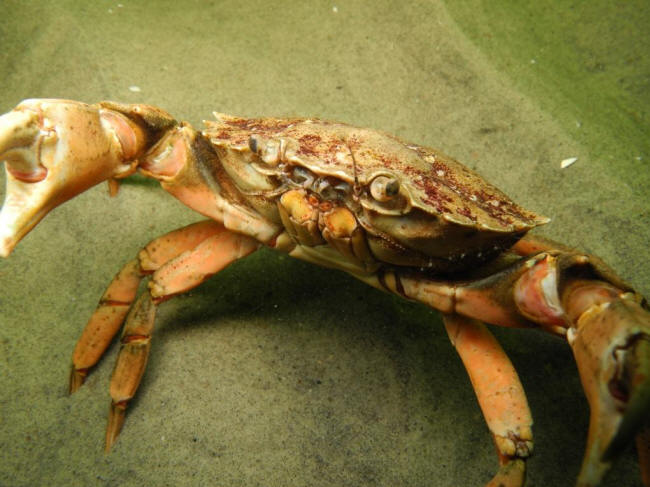 Strandkrabbe