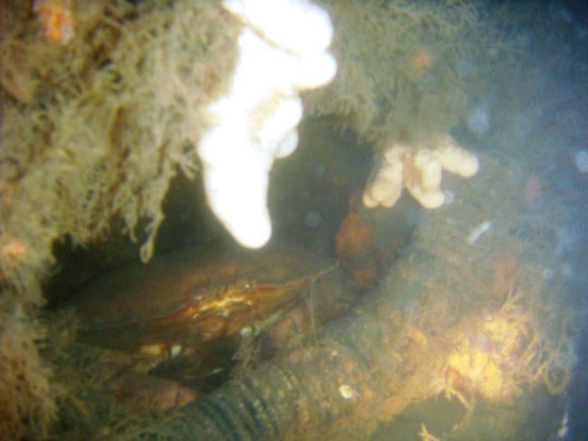 Eisfish