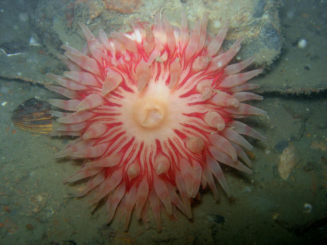 Søanemone