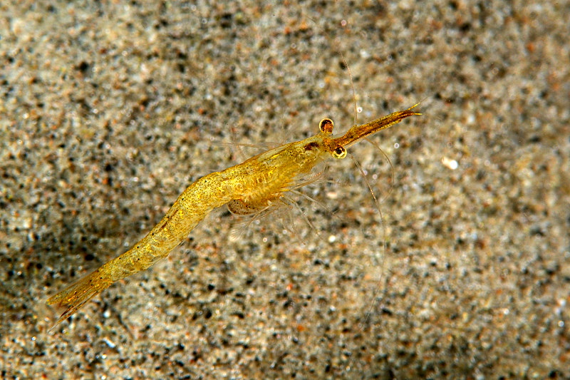 En gul reje over sandet