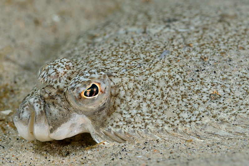 En lille flad på sandet