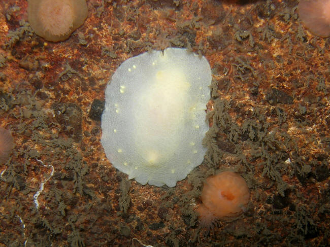 Nøgensnegl