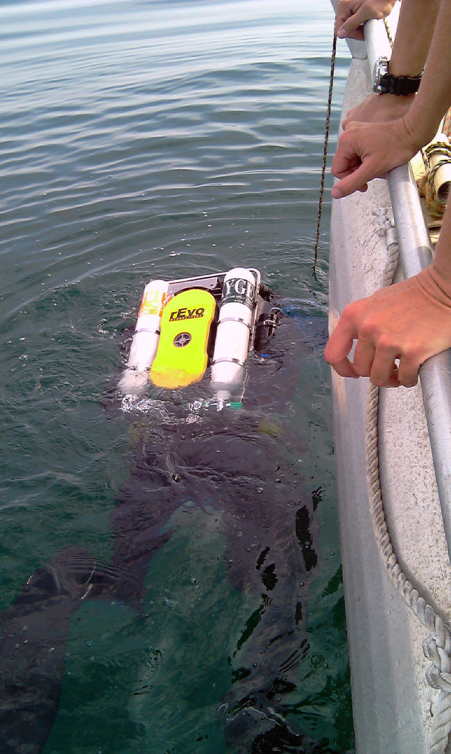 En dutbærer dykker ned