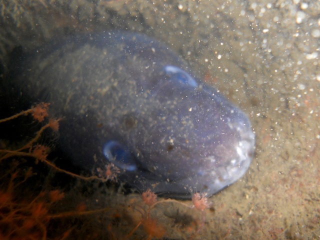 Havålen