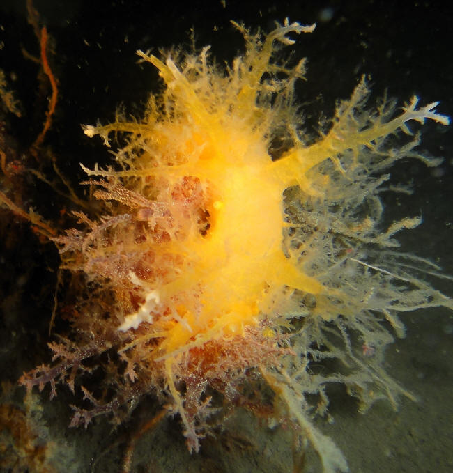 Rød og gul busknøgensnegl