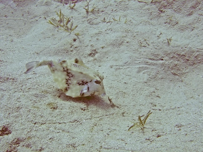 Boxfish