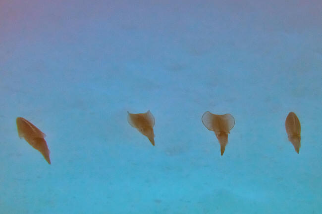 Blæksprutter i formation