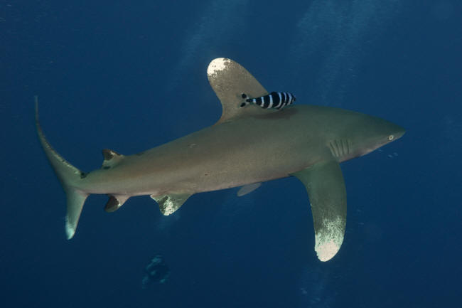 Longimanus