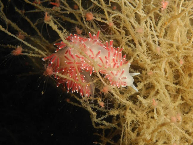 Fin trådnøgensnegl