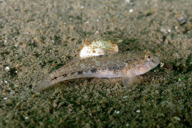 Sandkutling