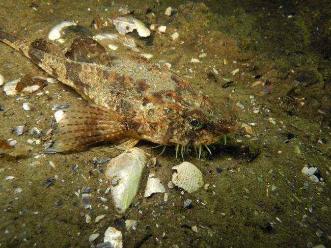 Panserulk