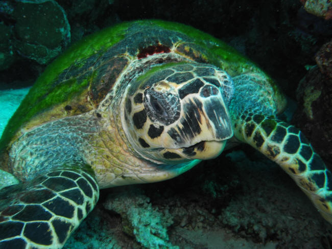 Skildpadde