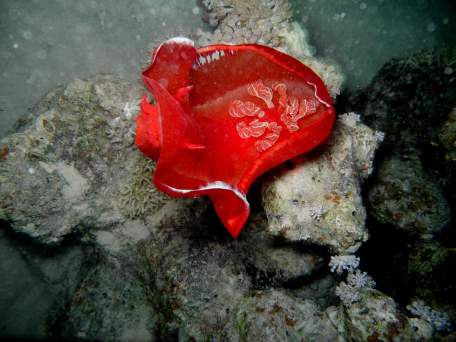 Spanish Dancer