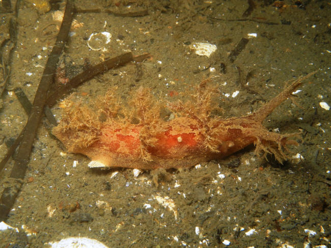 Kvastsnegl