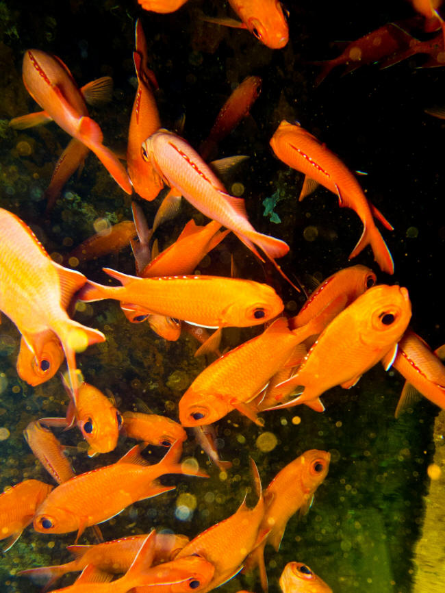 Røde fisk