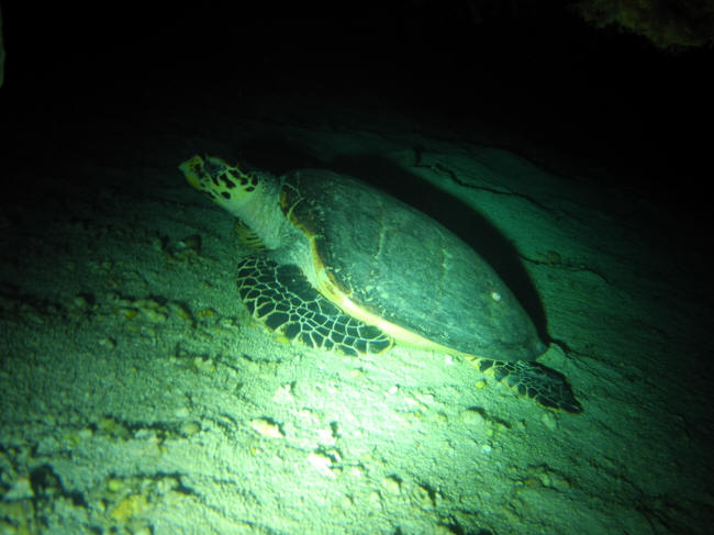 Skildpadde