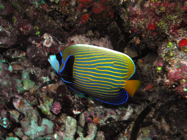 Kejserfisk