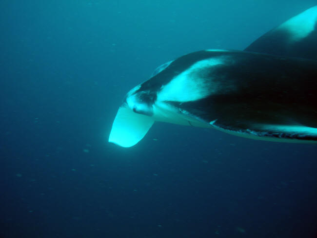 Manta