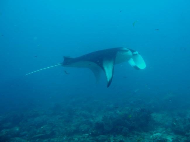 Manta