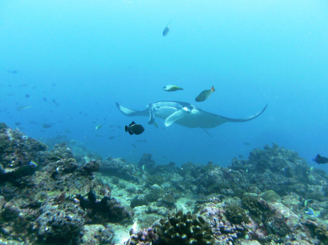 Manta