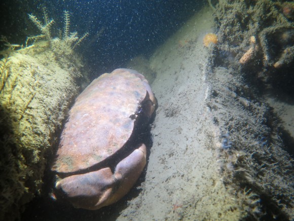 En af de mange - og meget store- taskekrabber