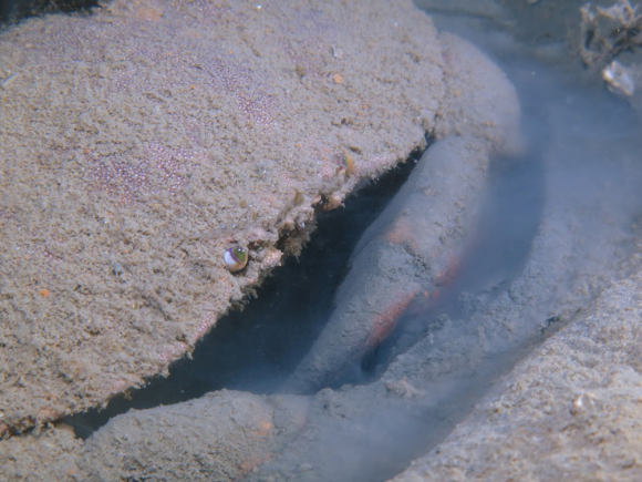 Taskekrabbe - en af mange