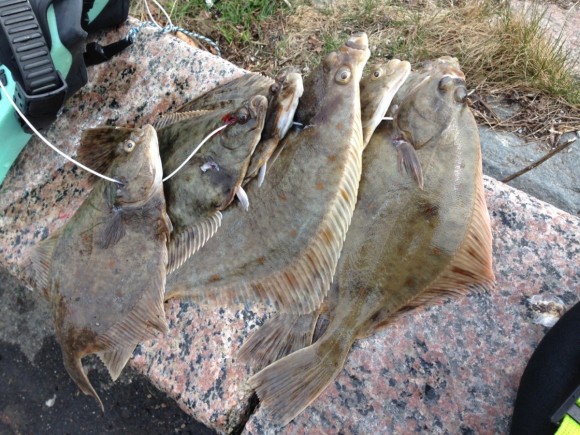 Fish on the rocks