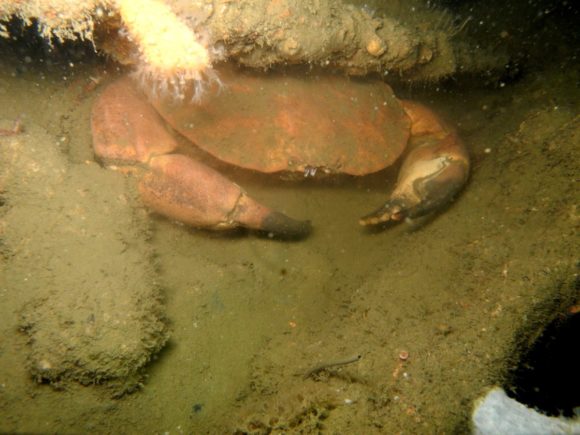 Der var kraftige arme på krabberne