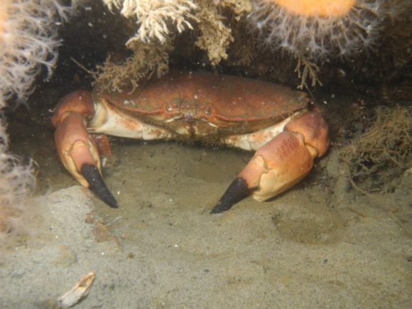 Der var mange alt for små taskekrabber.