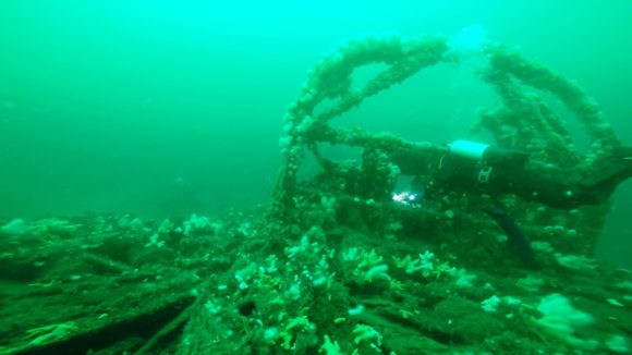 Allan fjerne de rødtunger, der ikke har lært at gemme sig.