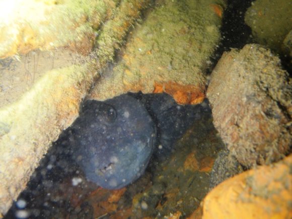 Havkatten fotograferet med armen nede i hullet...