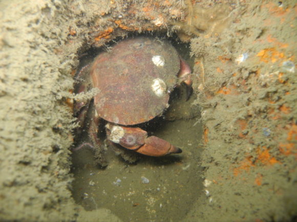 Der var taskekrabber i alle huller