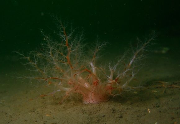 Lidt fra bunden - søpølse