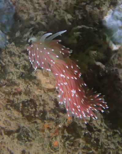 Det er vist noget siden vi har haft en nøgensnegl...