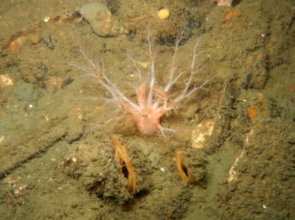 En af de mange nye beboere