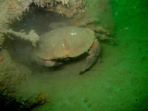 Den vil gerne til middag...