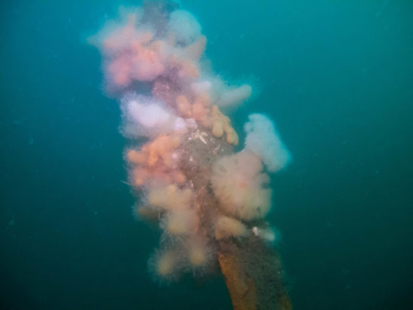 Det er den slags, man slipper for i Østersøen.