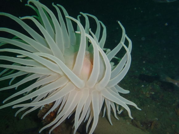 Søanemonen på dækket