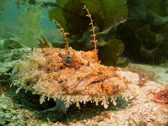 Der var nu stadigvæk havtasker