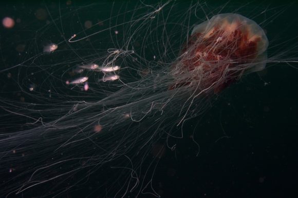 Brandmand med eskorte