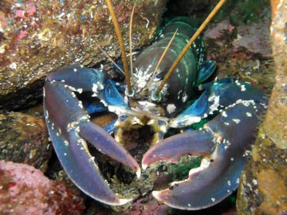 Den her har intet at frygte!