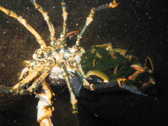 Fi rognhummer ved Husvraget - den er der endnu, for vi tør ikke tage hummerne