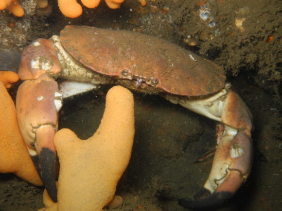 Der var nogle solide taskekrabber