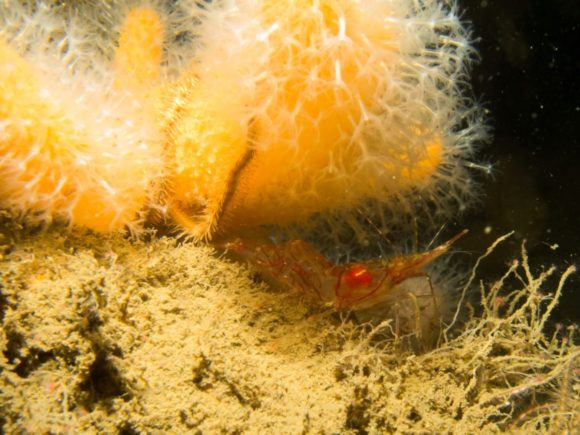 Reje under dødningehånd...