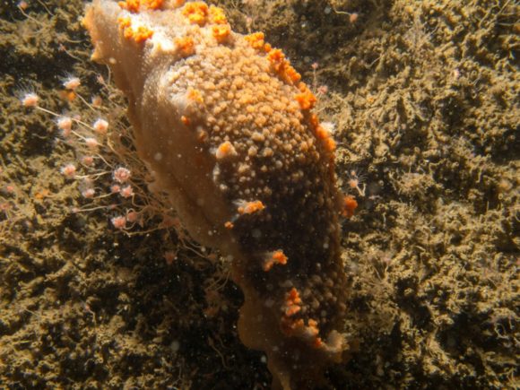 Stor tritonia ses ofte på Otto