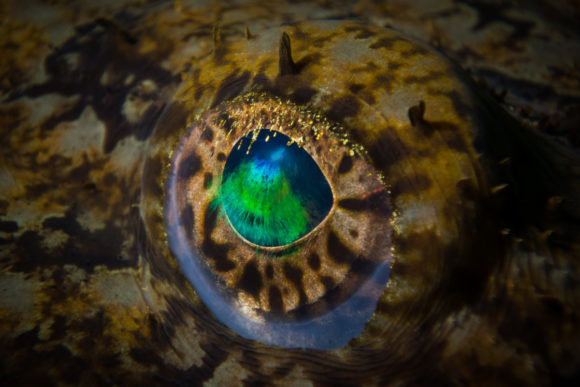 Øjet er sjælens spejl...