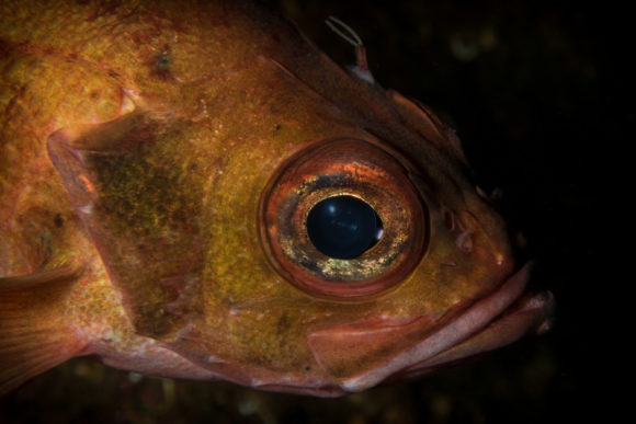 Lille rødfisk - tæt på, men de er heller ikke så sky.