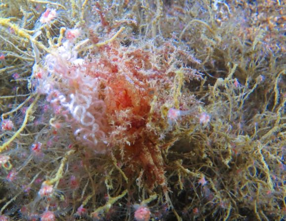 Kvast-snegl, talrig men kan være svær at få øje på.