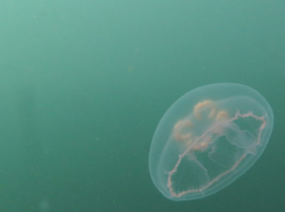 Ikke en brandmand, men mindre kan vel gøre det!